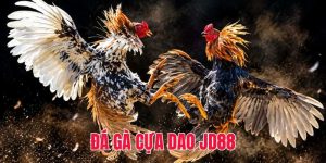 Đá gà cựa dao JD88