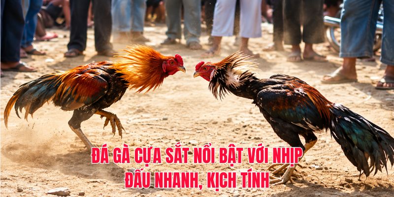 Đá gà cựa sắt nổi bật với nhịp đấu nhanh, kịch tính
