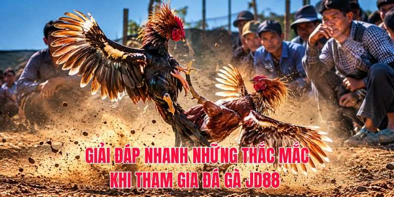 Giải đáp nhanh những thắc mắc khi tham gia đá gà JD88 