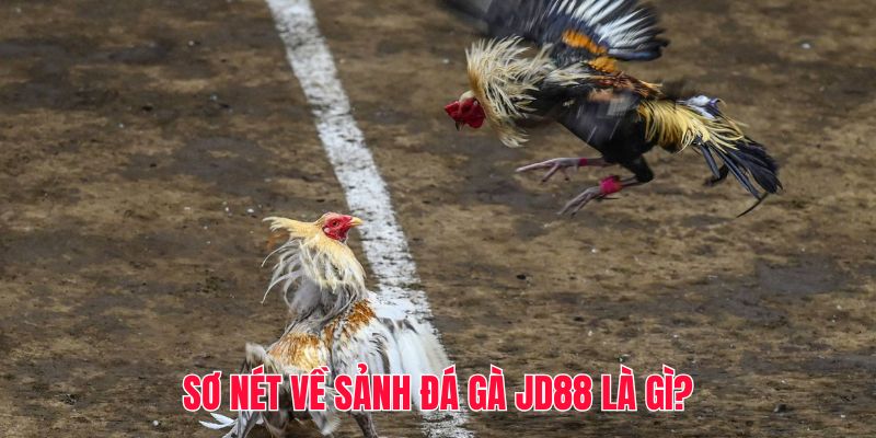 Sơ nét về sảnh đá gà JD88 là gì?