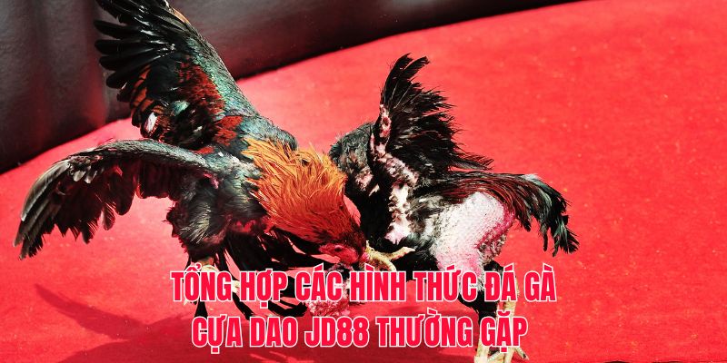 Tổng hợp các hình thức đá gà cựa dao JD88 thường gặp